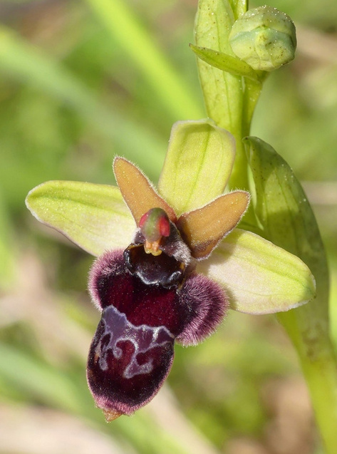 Ibridi di Ophrys bombyliflora